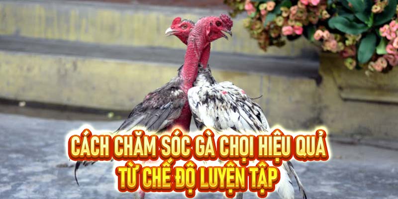 Cách chăm sóc gà chọi