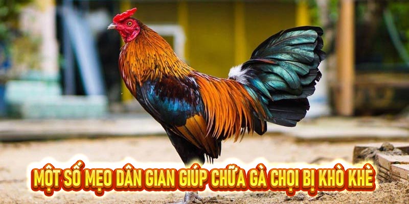 Gà chọi bị khò khè
