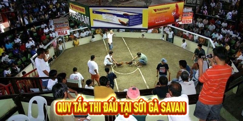 sới gà Savan